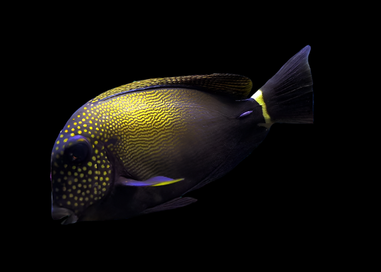 Maculiceps Tang