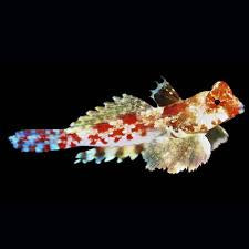 Red Scooter Blenny