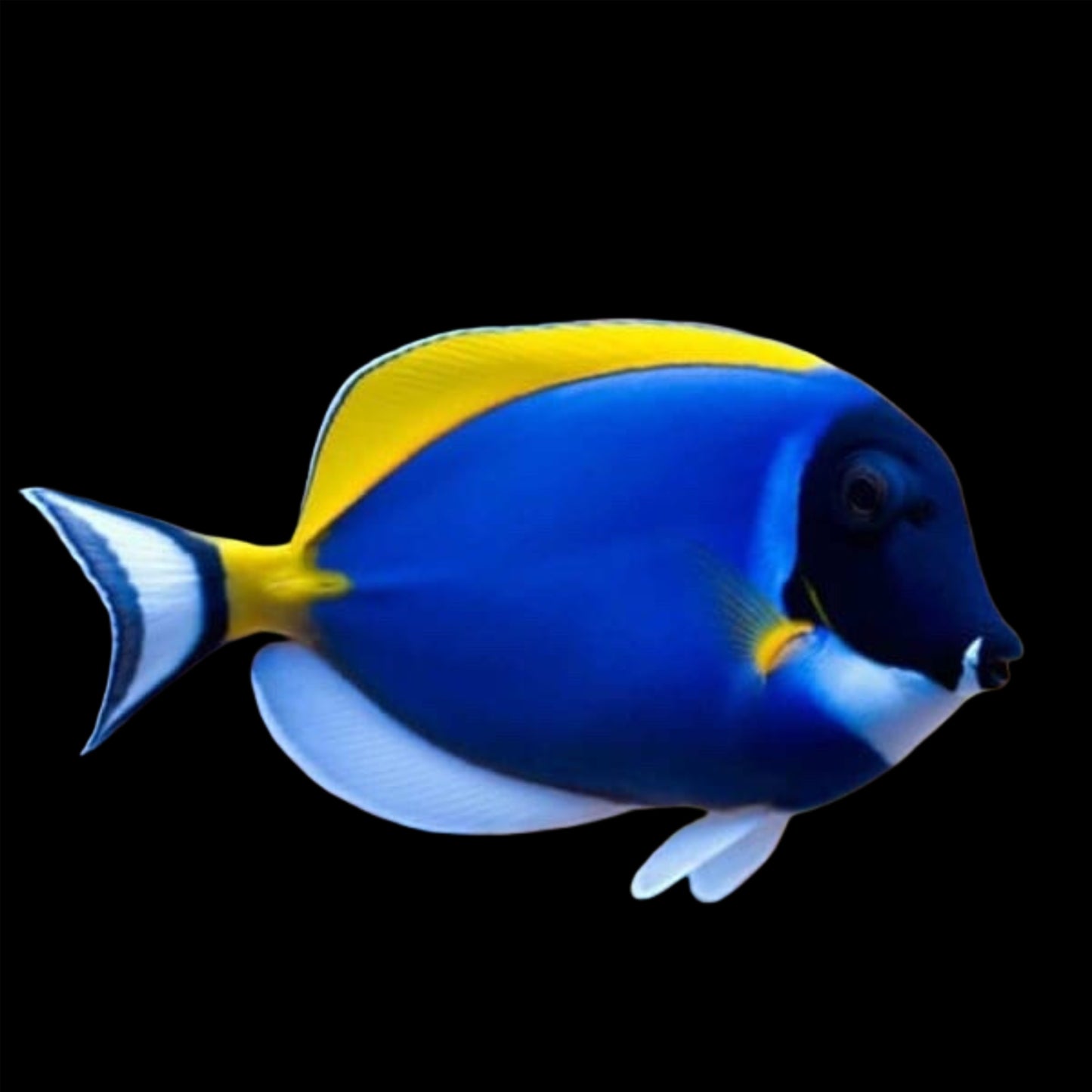 Powder Blue Tang