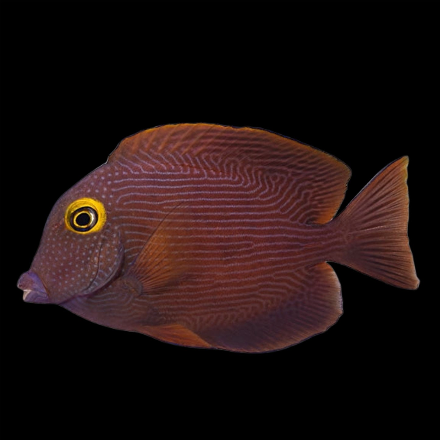 INDO Yellow Eye Kole Tang