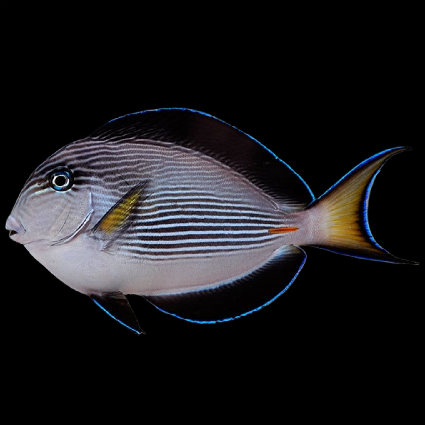 Shoal Tang 6in