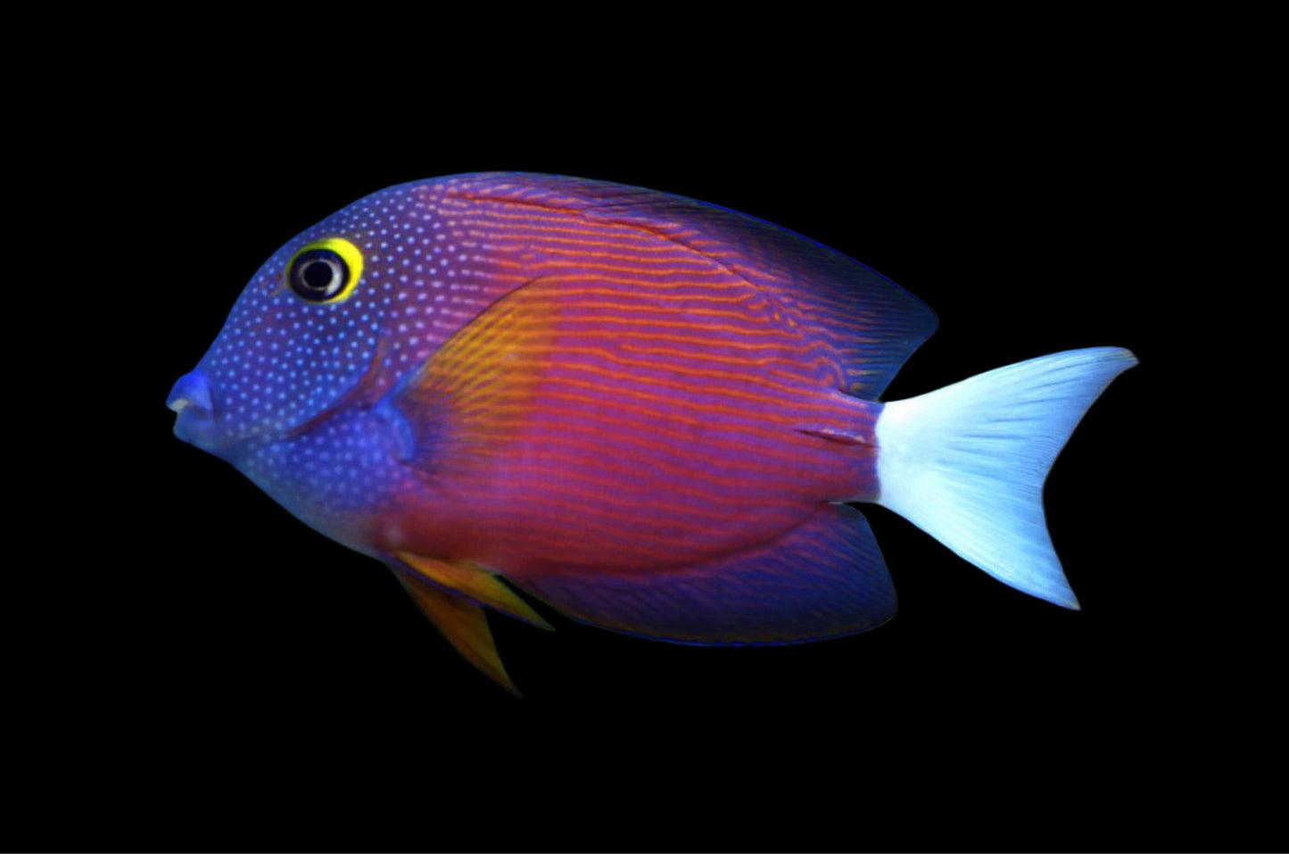 White Tail Bristletooth Tang