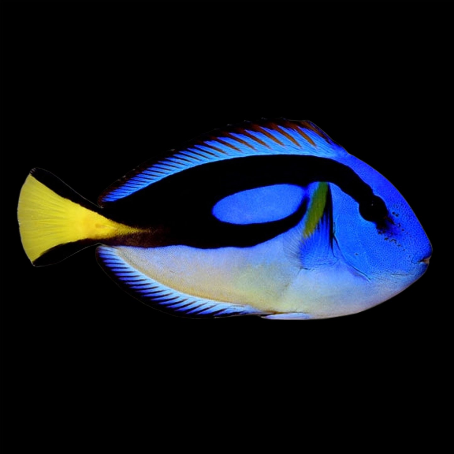 Yellow Belly Regal Blue Tang