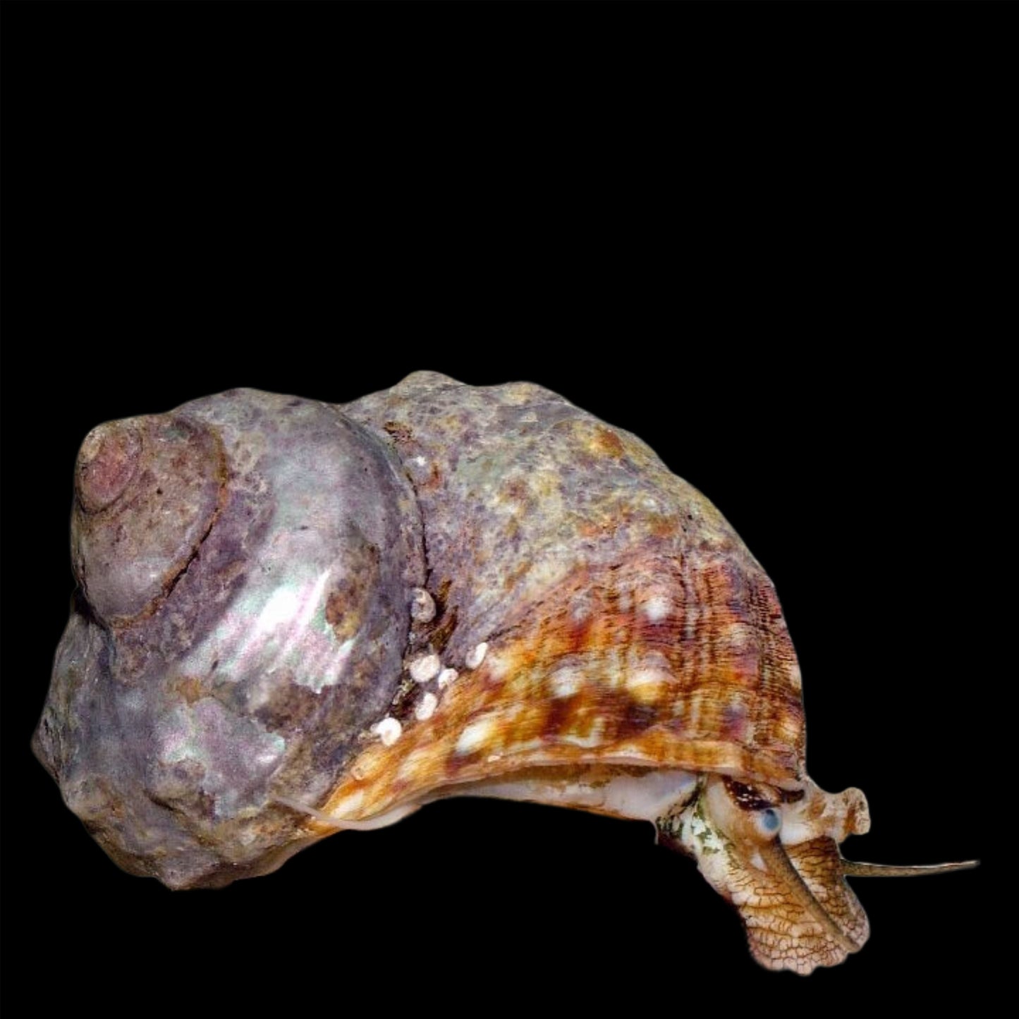 Mexican Turbo Snail 5 Pack