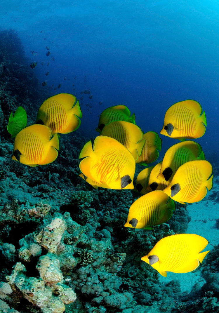 Butterfly Fish