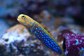 Goby’s