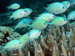 CHROMIS