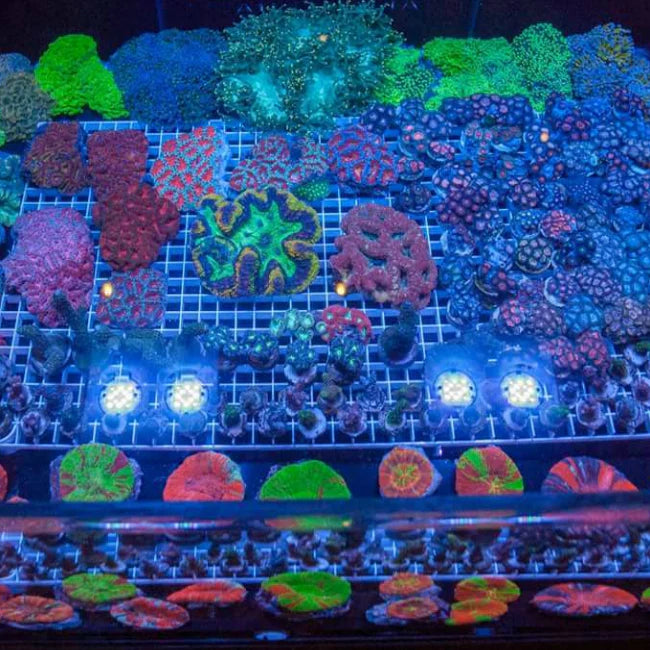 Coral