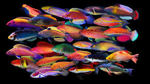 Wrasses