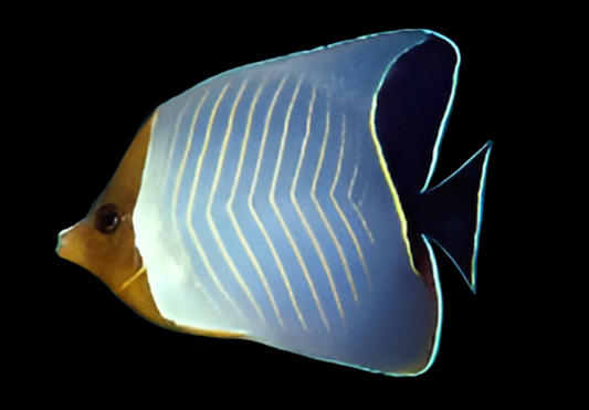 HOODED BUTTERFLY FISH