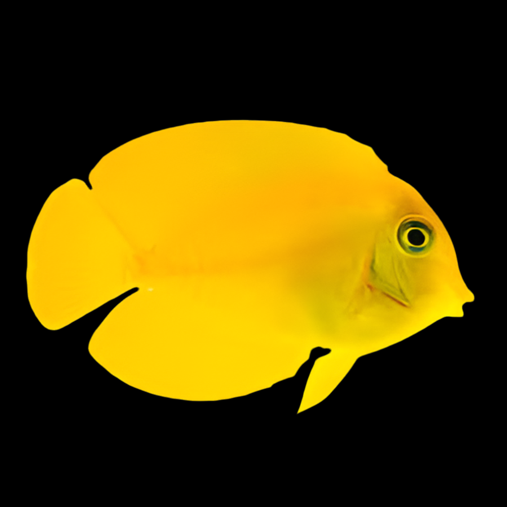 Mimic Tang