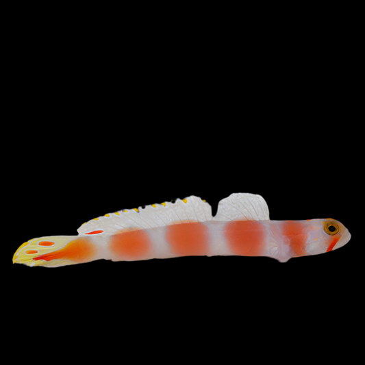 AURORA GOBY