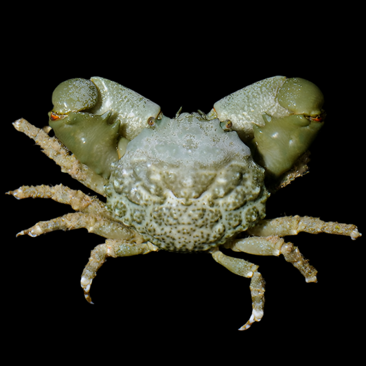 Green Emerald Crab