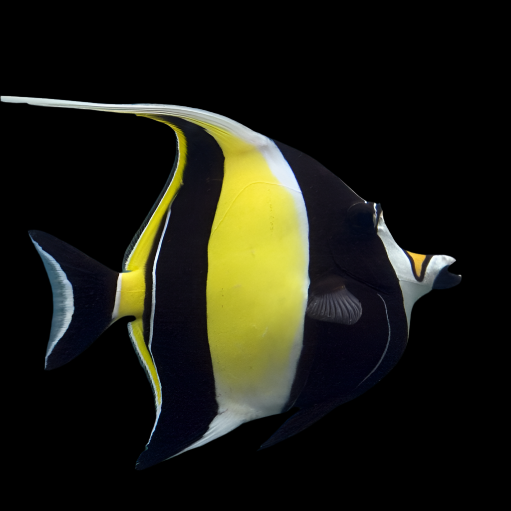 MOORISH IDOL