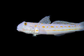 Dimond Goby