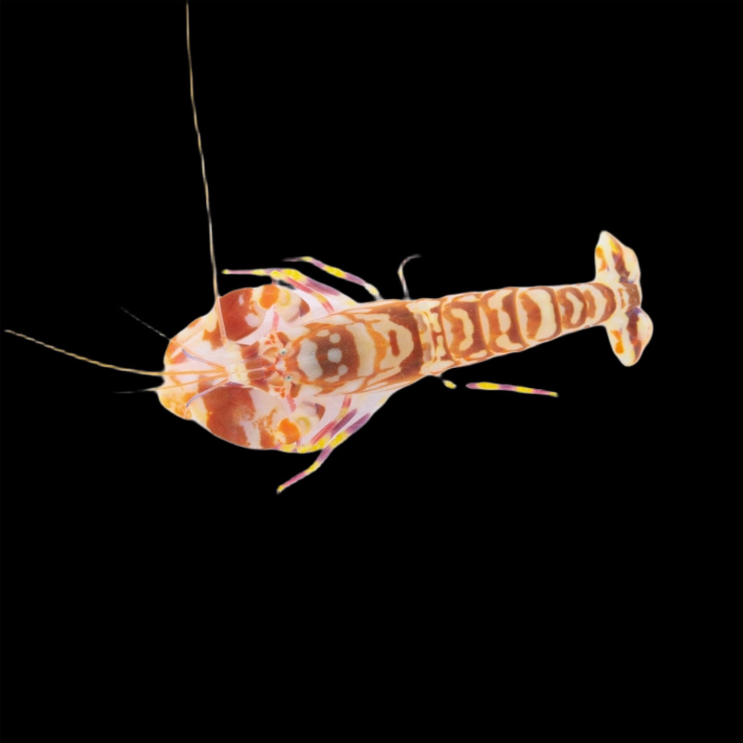 Tiger Pistol Shrimp