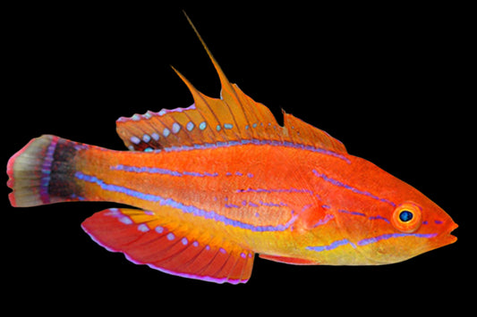 Filamented Flasher Wrasse