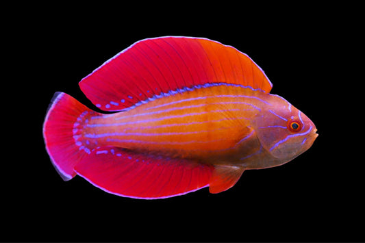 EIGHTLINE WRASSE