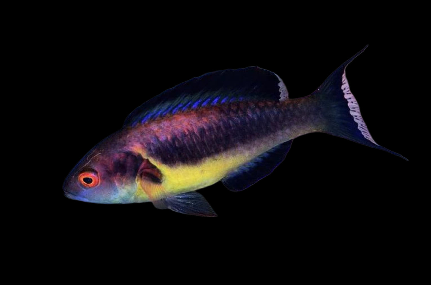 BRUNNEUS FAIRY WRASSE