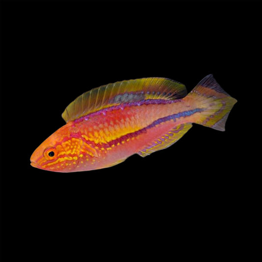 PINTAIL WRASSE