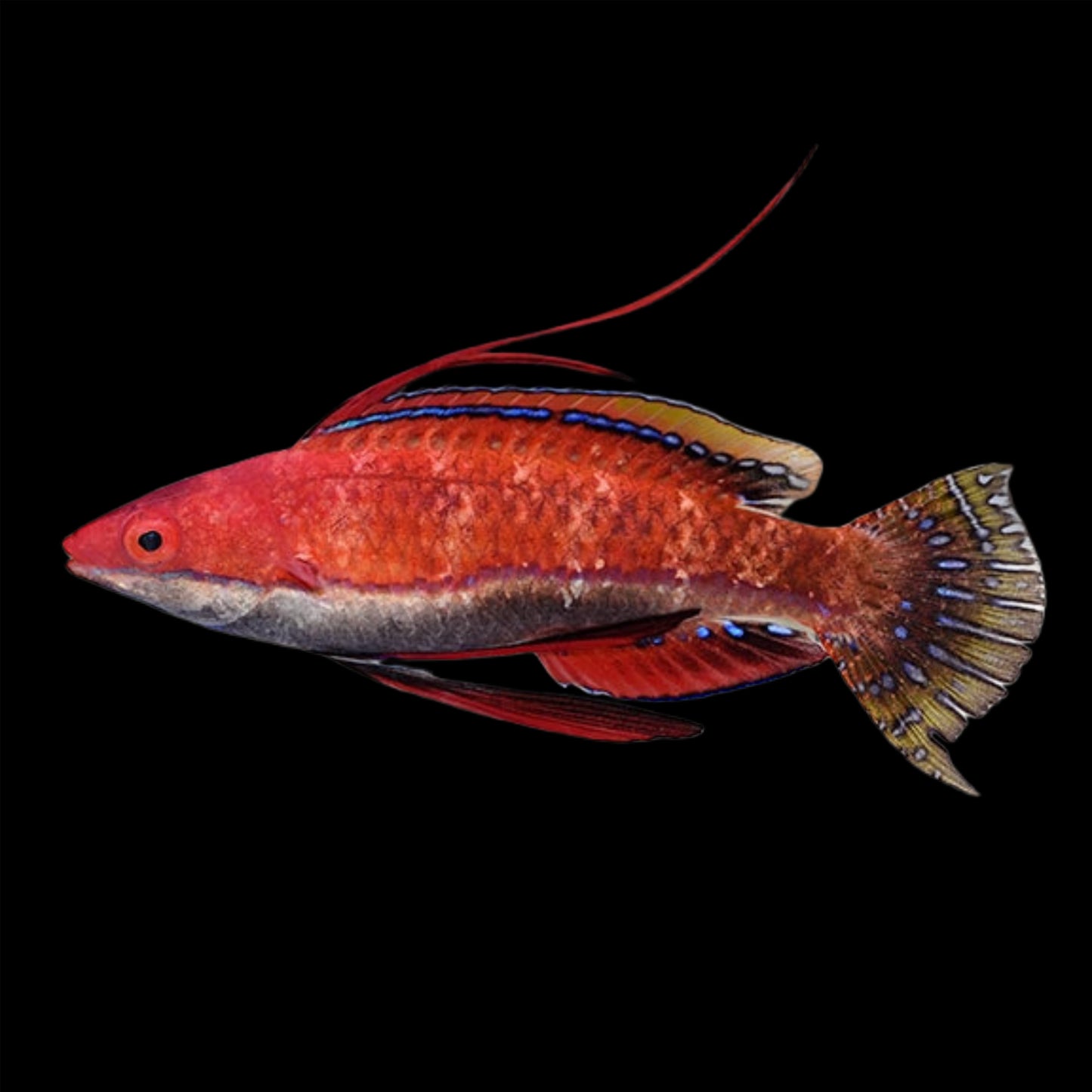 RUBY FIN FAIRY  WRASSE