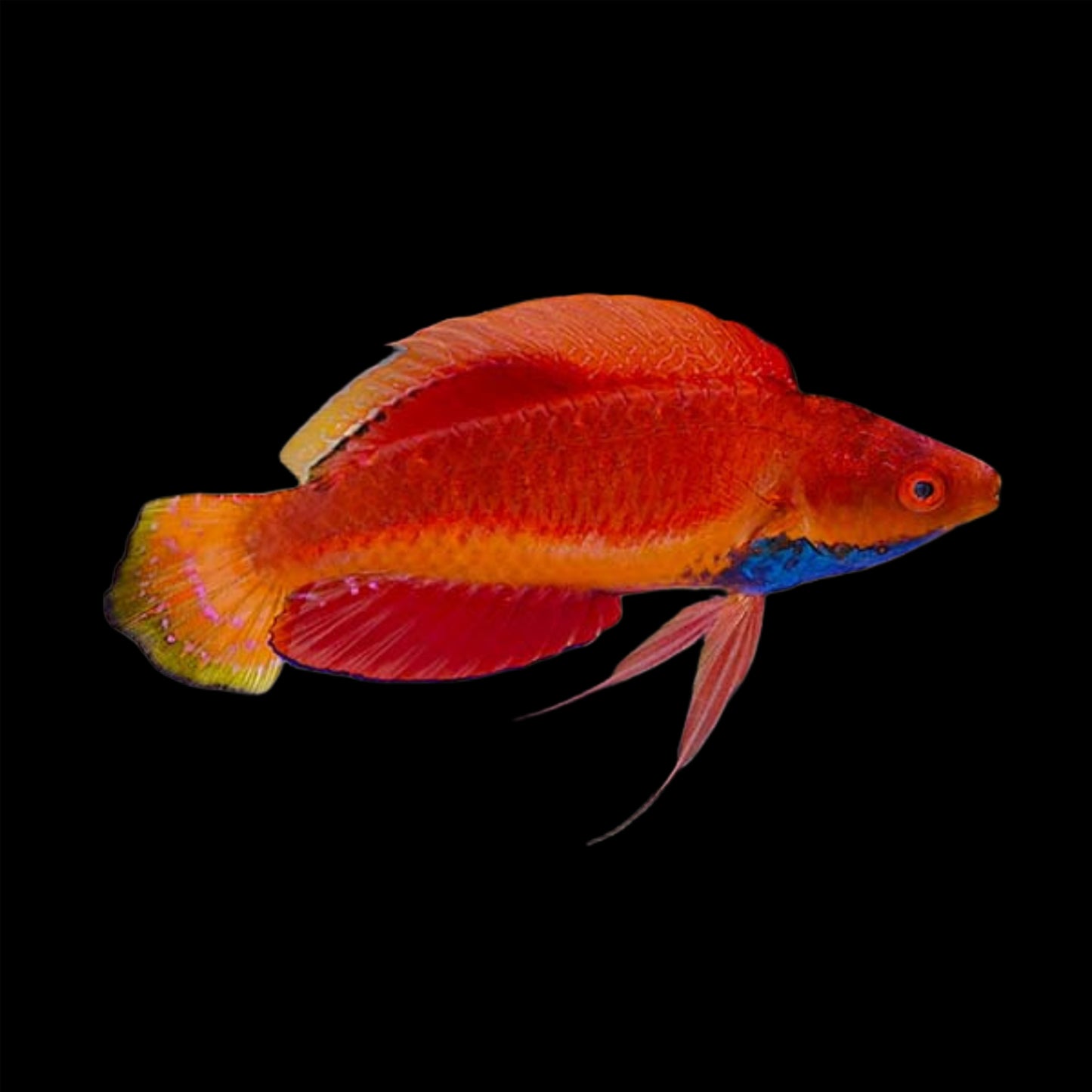 SAILFIN FAIRY WRASSE   MALE