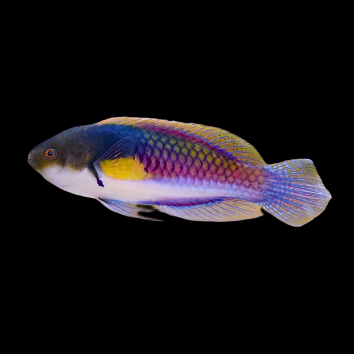 YELLOW FLANKED FAIRY WRASSE