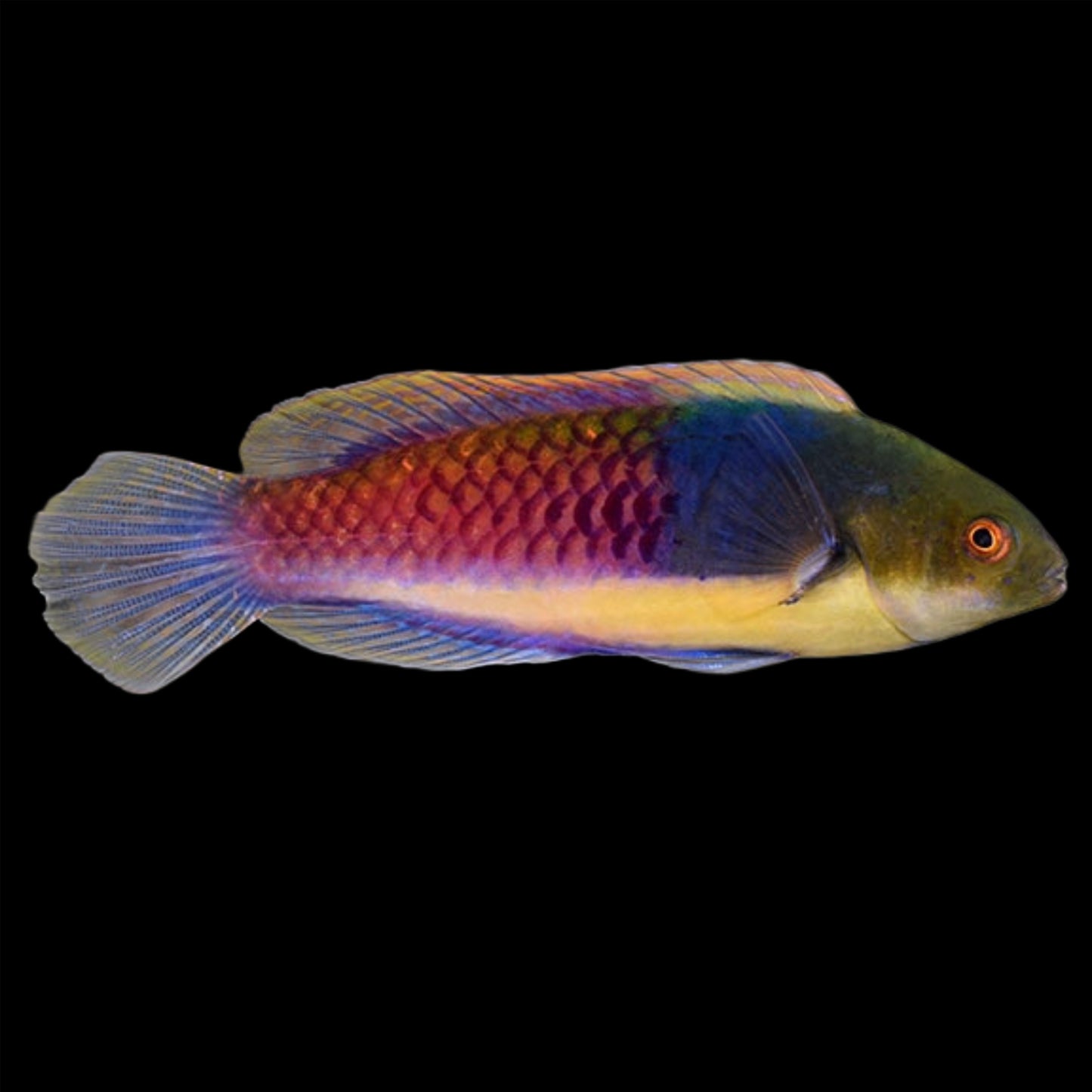 BLUE SIDE FAIRY WRASSE