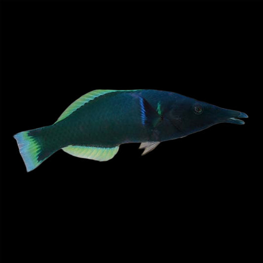 GREEN BIRD WRASSE   MALE