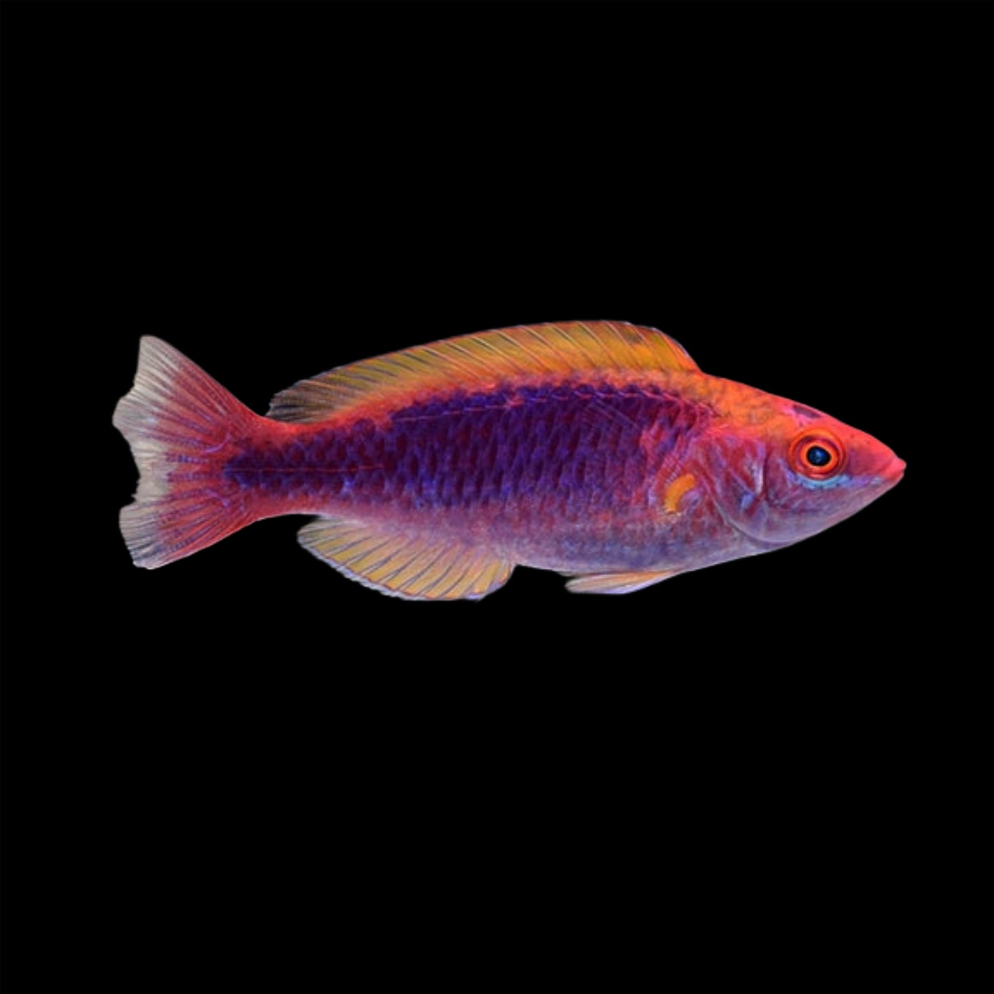 Multicolor Lubbock's Fairy Wrasse