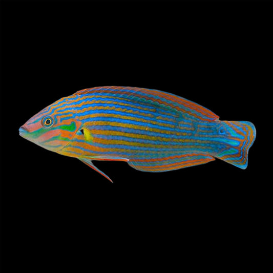 MELANARUS WRASSE