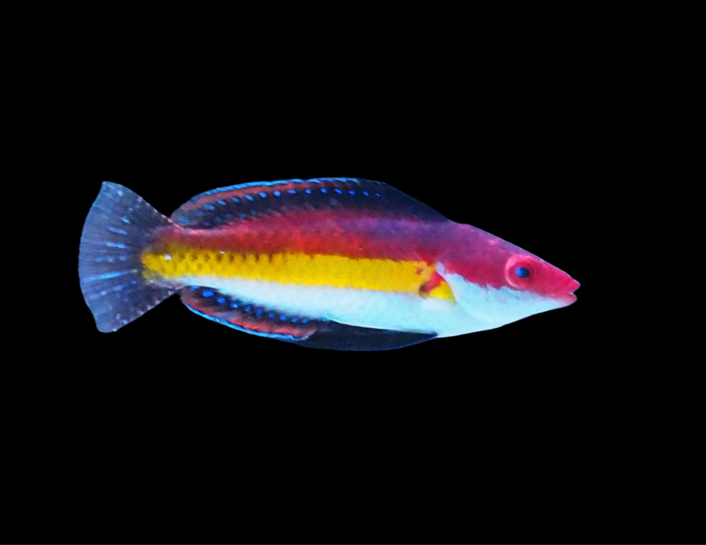 NAOKO FAIRY WRASSE