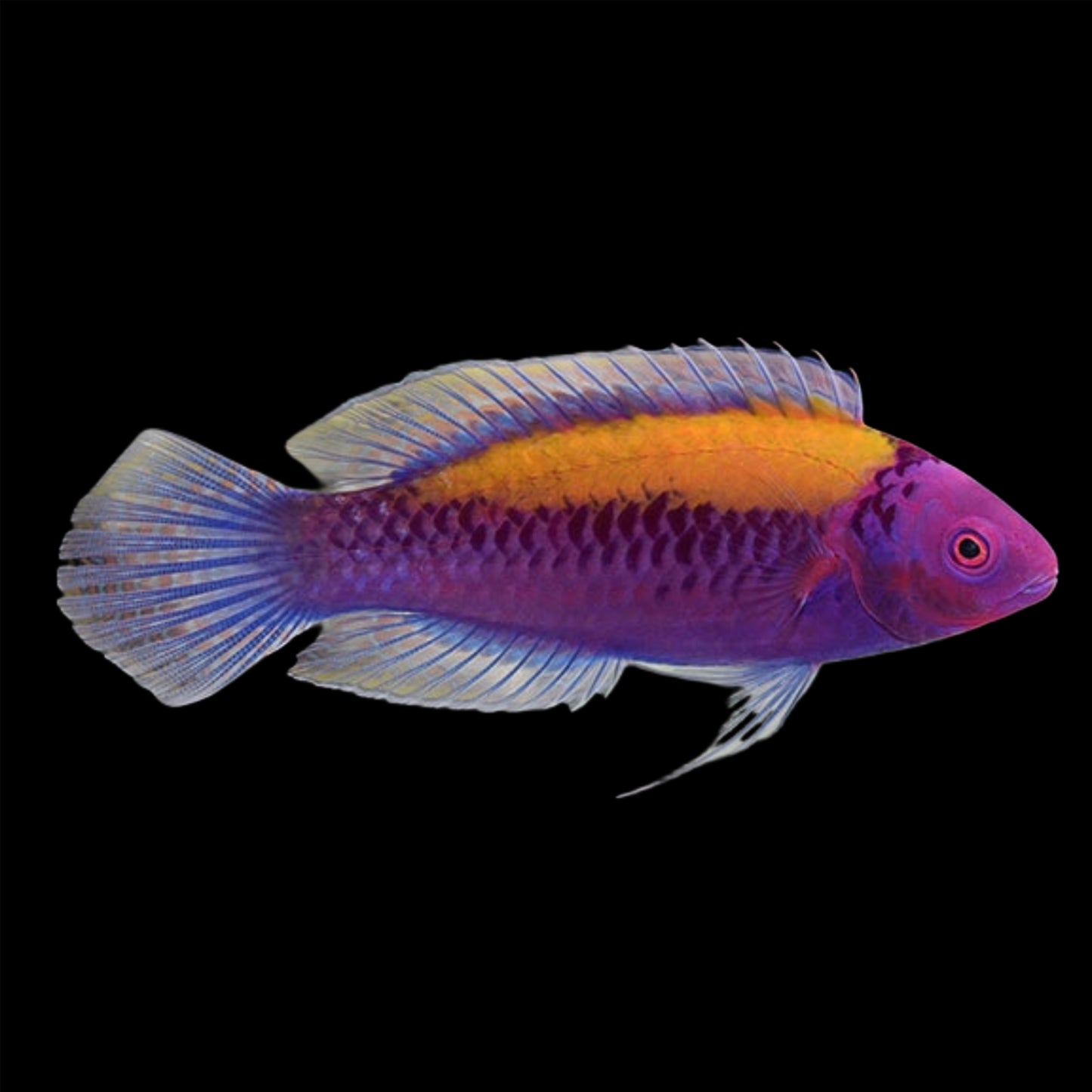 ORANGE BACK WRASSE