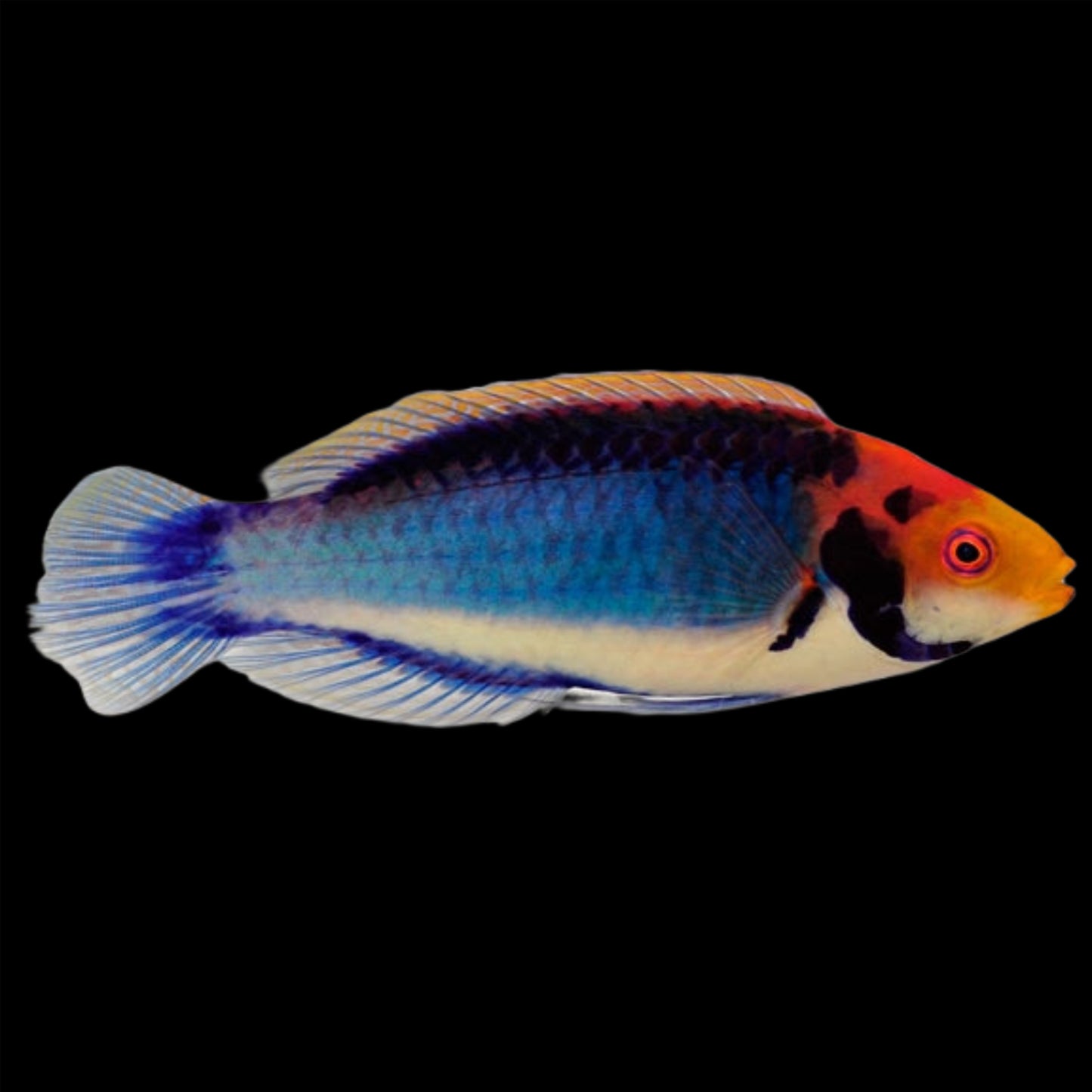 SOLOR WRASSE