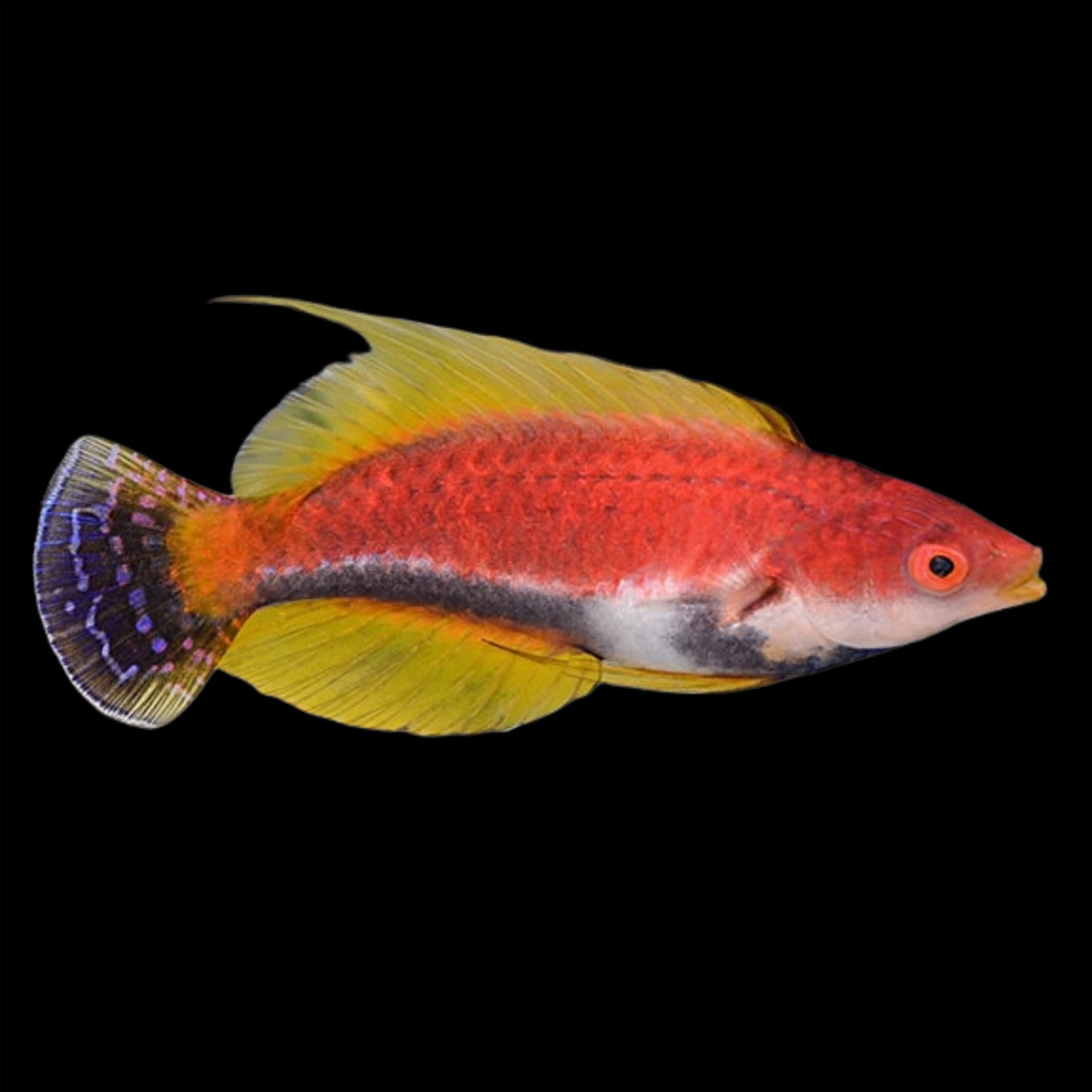 WHIPFIN FAIRY WRASSE