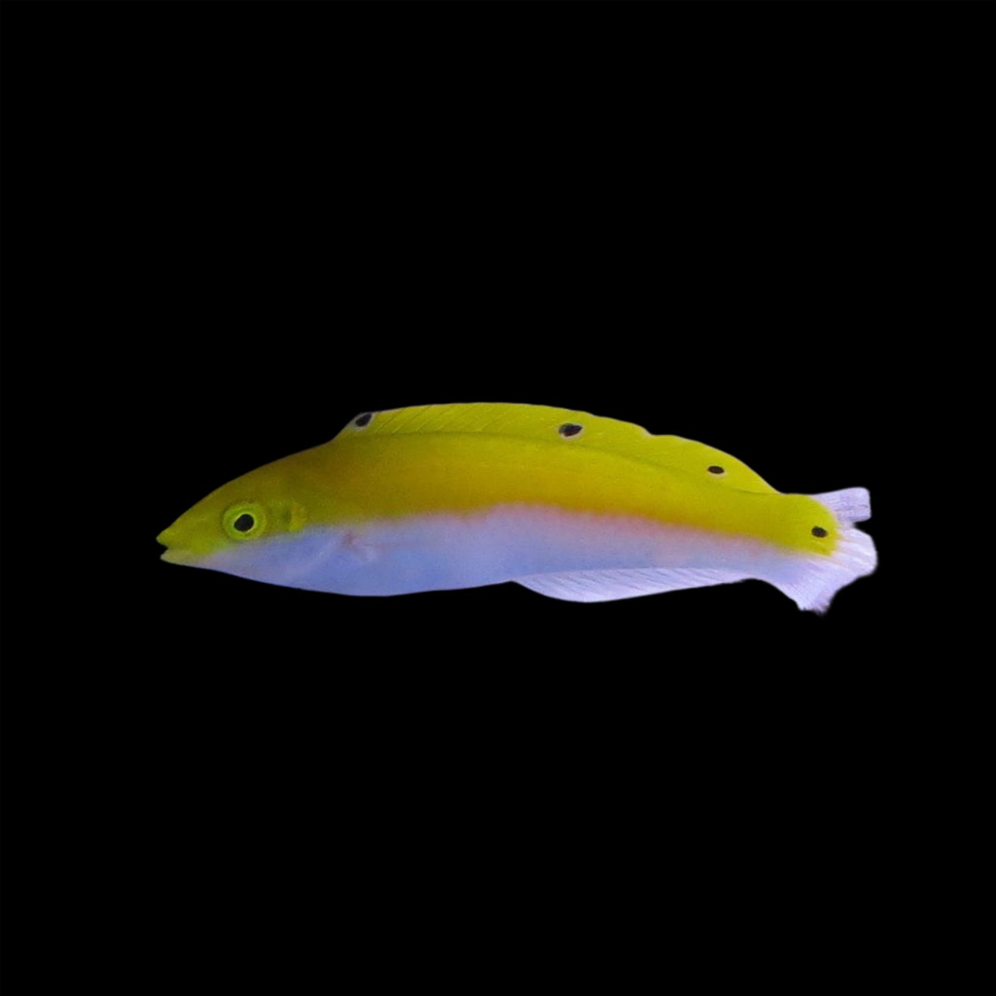 4 SPOT YELLOW CORIS WRASSE