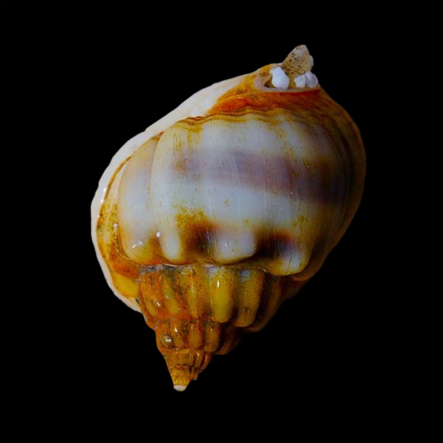 Nassarius Snail 5 Pack