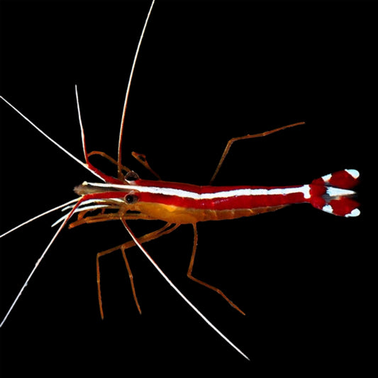 Skunk Cleaner Shrimp