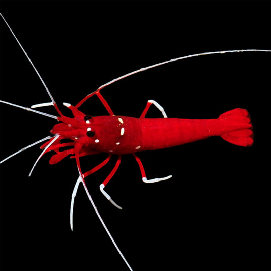 Blood Red Fire Shrimp